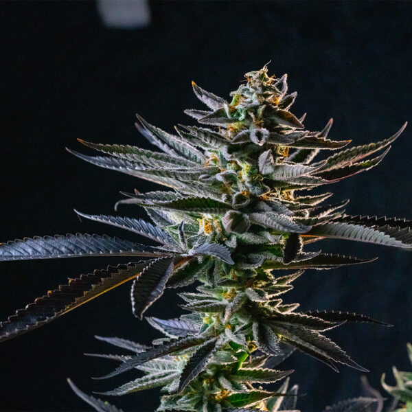 Flores Medicinales