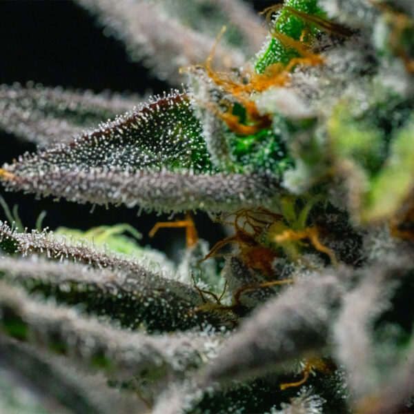 Flores Medicinales